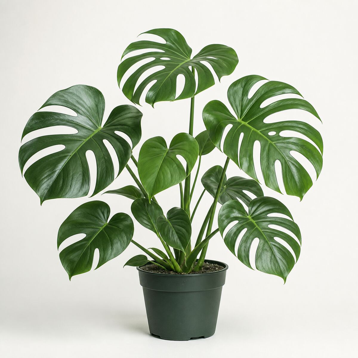 Identificador de plantes d’interior